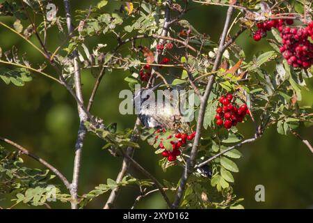 Der Gelbbauchsauger (Sphyrapicus varius) an Vogelbeeren (Sorbus aucuparia, bekannt als Bergasche. Mittelgroßer Spechte, der in C brütet Stockfoto