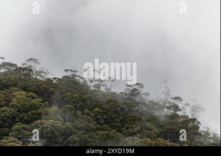 In Katoomba, New South Wales, Australien, entsteht am frühen Morgen herbstlicher Nebel aus den steilen Hängen der dichten Wälder. Es liegt im Greater Blue Mount Stockfoto