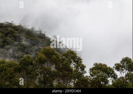 In Katoomba, New South Wales, Australien, entsteht am frühen Morgen herbstlicher Nebel aus den steilen Hängen der dichten Wälder. Es liegt im Greater Blue Mount Stockfoto