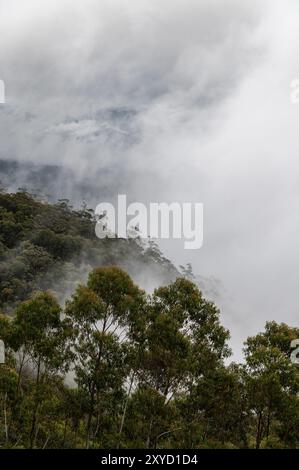 In Katoomba, New South Wales, Australien, entsteht am frühen Morgen herbstlicher Nebel aus den steilen Hängen der dichten Wälder. Es liegt im Greater Blue Mount Stockfoto