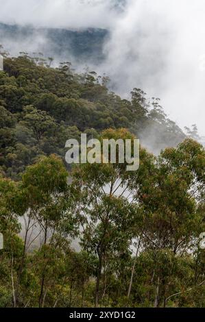 In Katoomba, New South Wales, Australien, entsteht am frühen Morgen herbstlicher Nebel aus den steilen Hängen der dichten Wälder. Es liegt im Greater Blue Mount Stockfoto