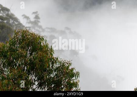 In Katoomba, New South Wales, Australien, entsteht am frühen Morgen herbstlicher Nebel aus den steilen Hängen der dichten Wälder. Es liegt im Greater Blue Mount Stockfoto