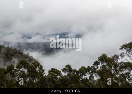 In Katoomba, New South Wales, Australien, entsteht am frühen Morgen herbstlicher Nebel aus den steilen Hängen der dichten Wälder. Es liegt im Greater Blue Mount Stockfoto