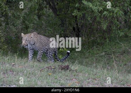 Leopard schleicht sich am Waldrand entlang Stockfoto