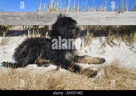 Goldendoodle liegt am Strand der Ostsee. Der Hund beobachtet die Umgebung. Entspanntes Lügen des Tieres Stockfoto