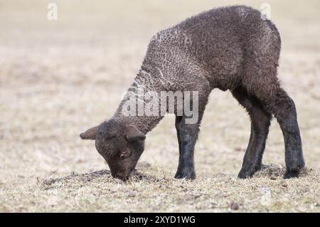 Neugeborenes schwarzes Lamm auf einer Wiese, Hintergrund ist verschwommen, Querformat. Niedliches neugeborenes schwarzes Lamm auf einer Wiese im Frühling. Querformat Stockfoto