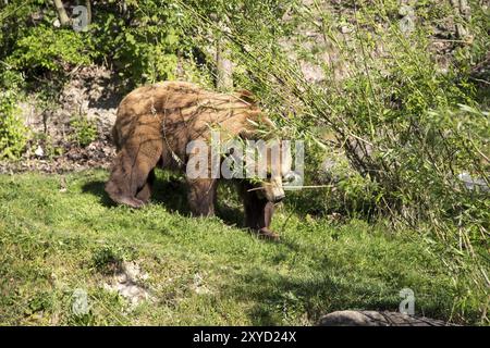 Ein Braunbär im Bärenpark in Bern Stockfoto