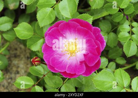 Rose 42 Stockfoto