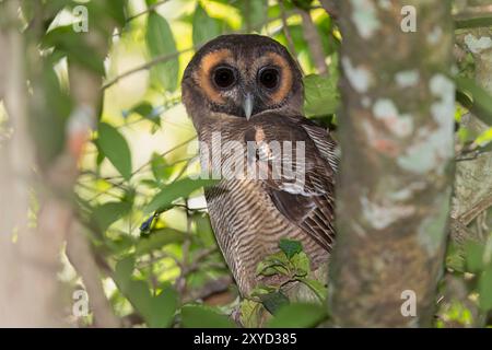 Brown Wood-Owl, Surrey Estate Bird Sanctuary, Sri Lanka, Februar 2019 Stockfoto