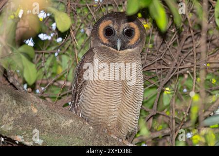 Brown Wood-Owl, Surrey Estate Bird Sanctuary, Sri Lanka, Februar 2019 Stockfoto