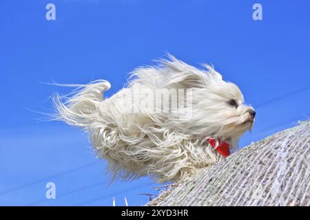 Ein kleiner langhaariger Hund landet auf einem Strohballen. Havanese Hunderasse (Bichon Havanais) eine Begleithundrasse Stockfoto