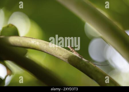 Anolis (Anolis) sitzt auf einem Blattstiel, Halbinsel Osa, Provinz Puntarena, Costa Rica, Mittelamerika Stockfoto