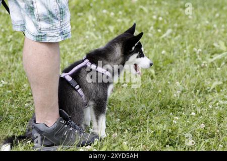 Husky Welpen Stockfoto