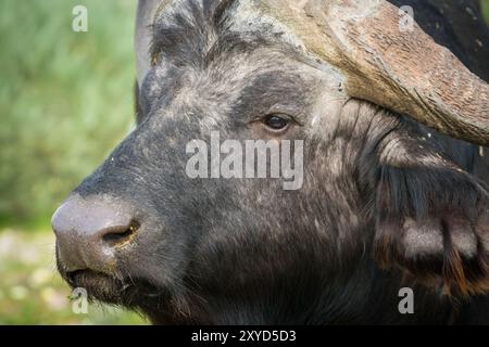 Kapbüffel (Syncerus Caffer Caffer Caffer) Nahaufnahme des Gesichts oder der Kopfseite oder Profilansicht eines großen fünf Wildtieres in Südafrika Stockfoto
