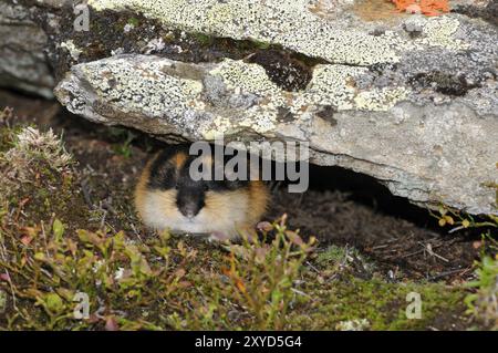 Berglemming in Schweden. Lemming Mountain in Schweden Stockfoto