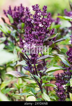 Frischem Basilikum und blühen in der Plantage Stockfoto