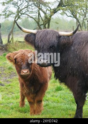 Eine schwarze Highland-Kuh mit ihrem roten Kalb an einem stürmischen nassen Tag in den Staffordshire Moorlands. Stockfoto