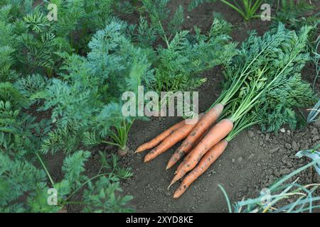 Haufen frischer Karotten unter anderem auf dem Boden im Garten Stockfoto