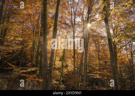 Herbstszene mit Sonnenlicht, das durch die Baumkronen filtert, Buchenwald La Grevolosa, Katalonien Stockfoto