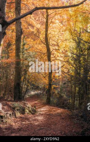 Der Buchenwald La Grevolosa in Katalonien, die Herbstfarben der Laubbäume im nördlichen Laubwald-Biom Stockfoto