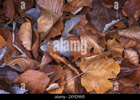 Eine dichte Schicht gefallener Blätter im Herbst als Hintergrund Stockfoto