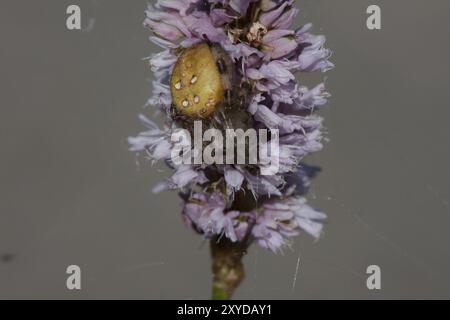 Kreuzspinne mit vier Punkten Stockfoto