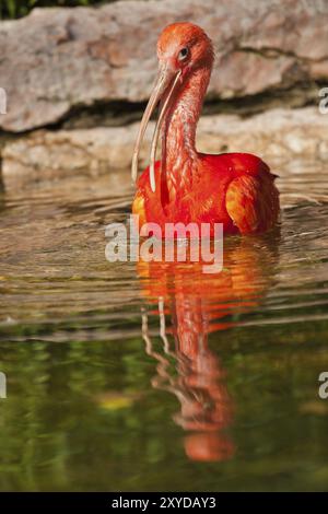 Scharlach ibis baden und pflegen seine Federn Stockfoto