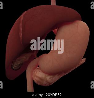 3D-Darstellung von Leber und Magen des menschlichen Verdauungssystems Stockfoto