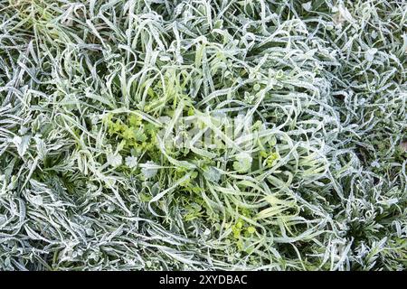 Winter Natur Hintergrund. Morgenreif auf dem Gras. Nahaufnahme von oben Stockfoto