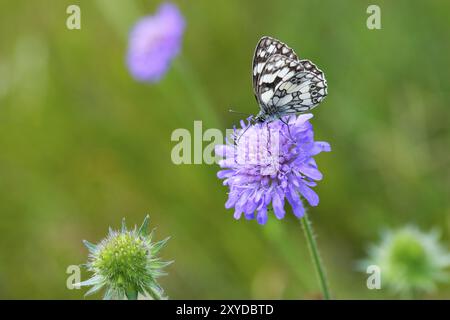 Marmoriertes weiß auf einer Blume Stockfoto