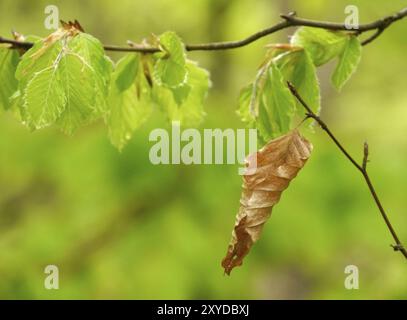 Frühling und Herbst auf einer Buche Stockfoto