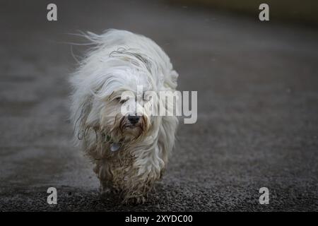 Gefangen in Schnee und Sturm. Langhaariger Hund auf einem Spaziergang Stockfoto