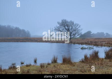 Baum am See am nebeligen Herbstmorgen, Friesland, Niederlande Stockfoto