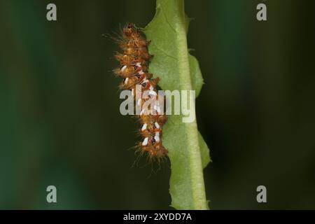 Raupe von Dock Bark Ewl, Acronicta rumicis, raupe von Knotengras Stockfoto