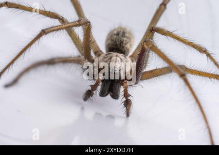 Makrofoto einer Eratigena atrica, auch bekannt als Riesenhausspinne Stockfoto