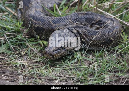 Afrikanische Steinpython, afrikanische Steinpython Stockfoto