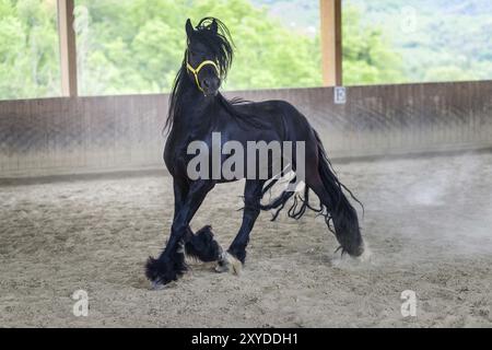 Schwarzer Hengst der friesische Pferd galoppierend Stockfoto