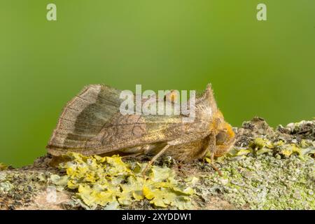 Brünierte Messingmotte, Diachrysia chrysitis, Nahaufnahme eines einzelnen Erwachsenen in Ruhe auf einem Zweig eines Baumes, Norfolk, Vereinigtes Königreich, 29. August 2024 Stockfoto