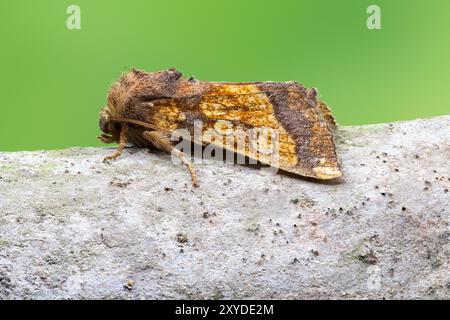 Frosted Orange Moth, Gortyna flavago, alleinerwachsener, auf einem Zweig eines Baumes ruhender Erwachsener, Norfolk, Vereinigtes Königreich, 29. August 2024 Stockfoto