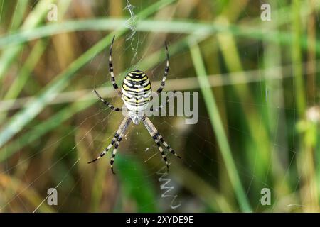 Wespenspinne, Argiope bruennichi, alleinerwachsener Erwachsener, der in kurzer Vegetation hängt, Norfolk, England, Vereinigtes Königreich Stockfoto