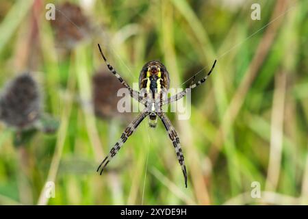 Wespenspinne, Argiope bruennichi, alleinerwachsener Erwachsener, der in kurzer Vegetation hängt, Norfolk, England, Vereinigtes Königreich Stockfoto