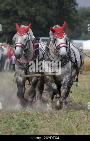 Percheron Team Stockfoto