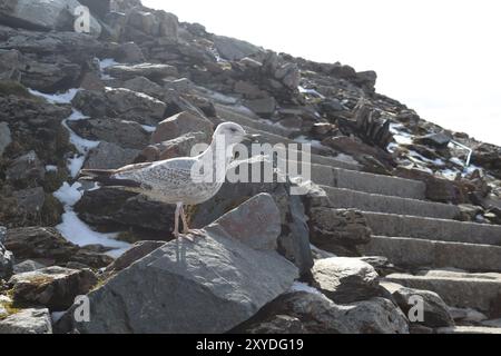 Möwe auf dem Weg zum Gipfel des Mount Snowdon, Yr Wyddfa, Wales. Stockfoto