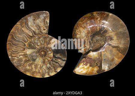 Nautilus shell Fossil auf schwarzem Hintergrund isoliert. In Scheiben geschnitten fossilen Stockfoto