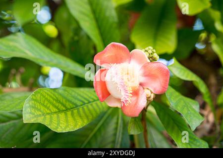 Shorea robusta oder Cannonball Blume oder Sal Blumen (Couroupita guianensis) am Baum Stockfoto