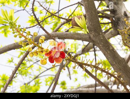 Sala oder Cannon Ball, Cannon Ball Baum, Sal, Sal von Indien, Couroupita guianensis Aubl. Die Anlage im Buddhismus Geschichte. Stockfoto