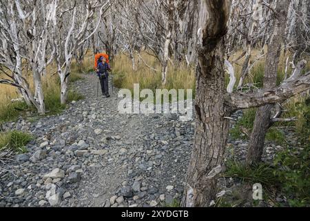 Burned Area, W Trekking, Torres del Paine Nationalpark, National System of Protected Wild Areas des Staates Chile. Patagonien, Republik Chile, Stockfoto