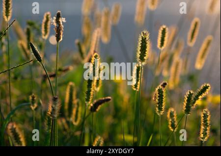 Gelber Fuchsschwanz, gelbes Borstengras (Setaria pumila) Stockfoto