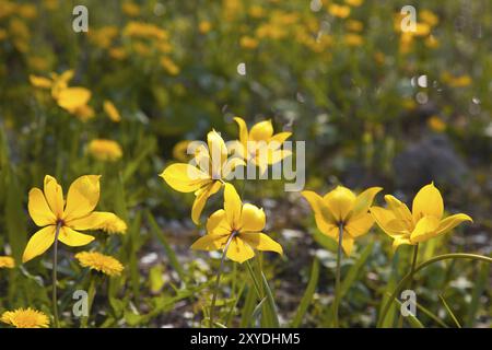 Makrofoto der SumpfIris, auch gelbe Flagge genannt, Makrofoto einer Blume der Iris pseudacorus, auch gelbe Flagge genannt Stockfoto