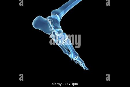 Knochen im menschlichen Fuss Stockfoto